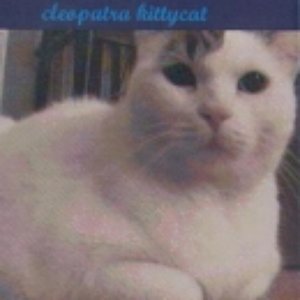 Zdjęcia dla 'Cleopatra Kittycat'