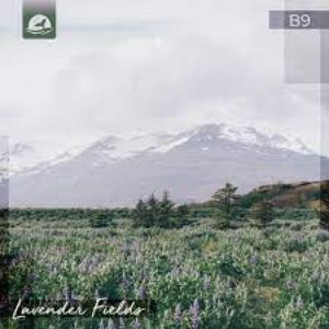Lavender Fields