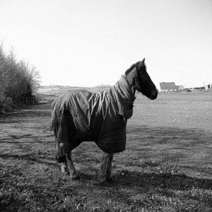 One Horse