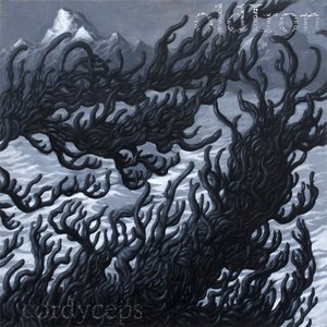 Cordyceps