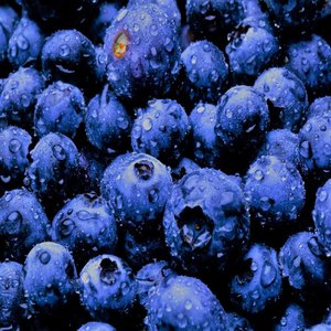 404 Blueberries cover