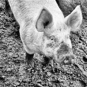 Large White Pig