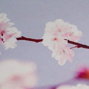 sakura