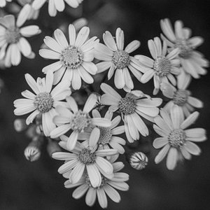 Pressed Flowers 的头像