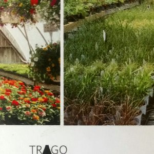 Trago Acid Mills