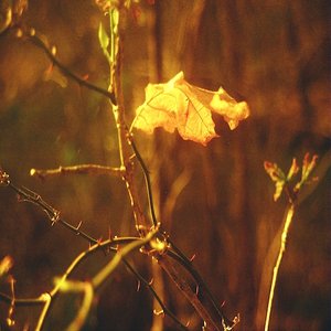 A Look Into Others