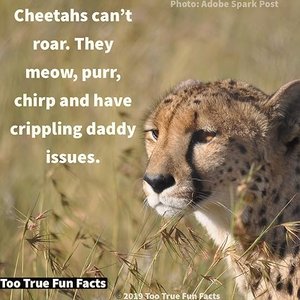 'CHEETAHS CAN'T ROAR'の画像