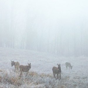 Изображение для 'Sound of Wildness & Solitude from Balkan Mountains'