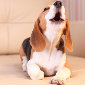 10 Sounds Dogs Love To Hear The Most