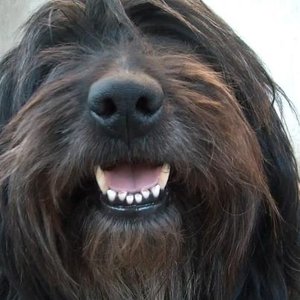 Avatar for Pamkutya