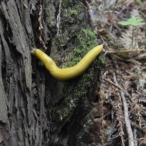 Banana Slug 的头像
