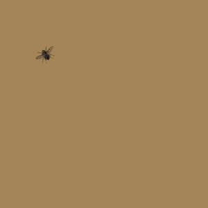 Field Notes #1: Insekty praskie