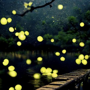 Fireflies