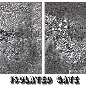 Isolated Gate 的头像