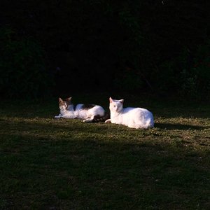 Holy - Single