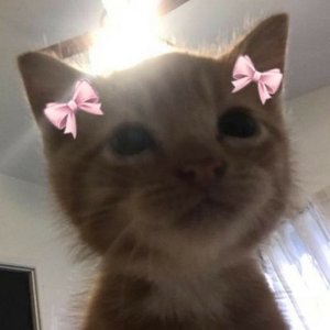 Аватар для ilymeow