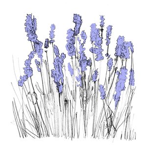 Music To Watch Seeds Grow By 006: Lapalace (Lavender)