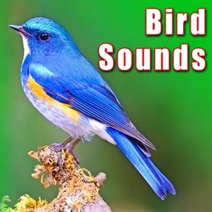 Bird Sounds