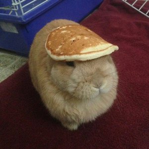 mouseluvr 的头像