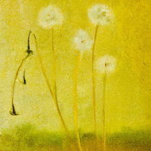 Dandelions