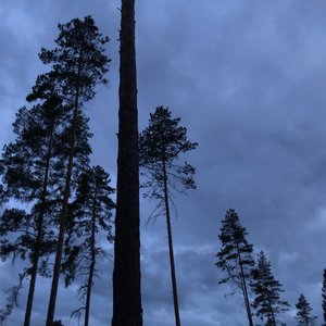 Blueberry Realm - Single