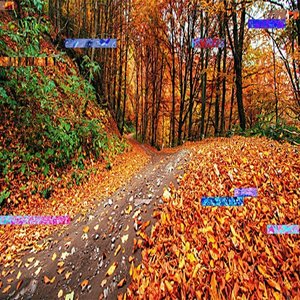 Fall
