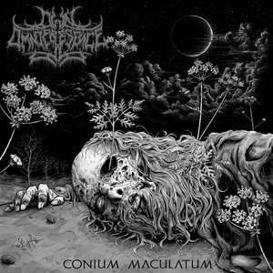 Conium Maculatum