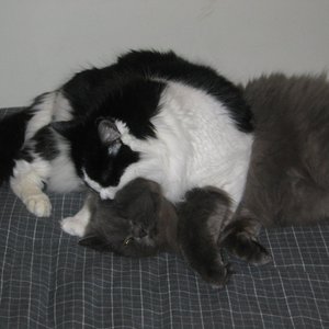 Theremin Kittens 的头像