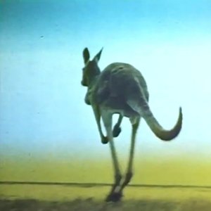 Ｋａｎｇａｒｏｏ