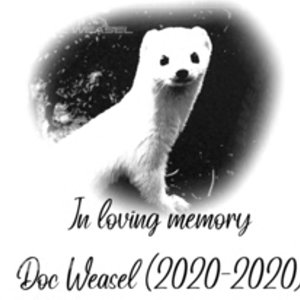 Avatar for Doc Weasel