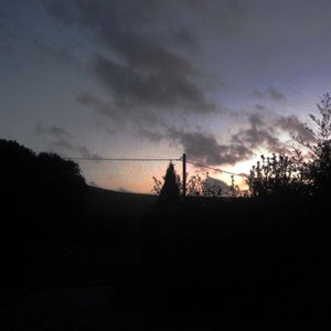 Evening Trees