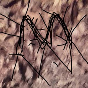 Avatar for MORRRHALSASICKIEBEST