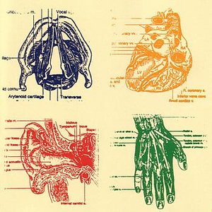 Vena Cava