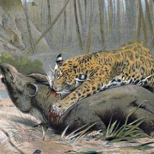 Alpha Jaguar 的头像