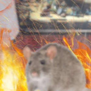 Rats Brain