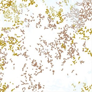 Species pluralis