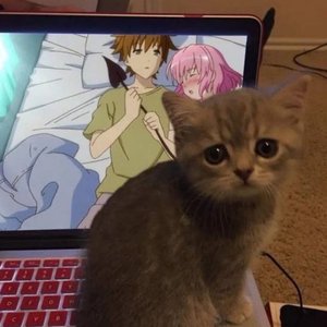 Avatar for schizocat