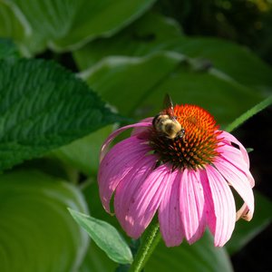 Folly of Flowers