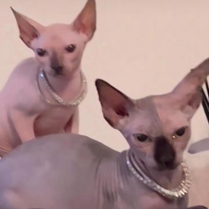 Sphynx - EP
