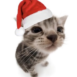 silliest of them all