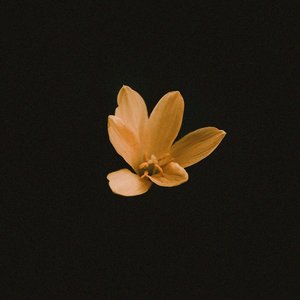 mangopunto 的头像