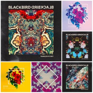 Blackbird Blackbird Bundle