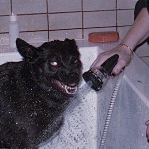 dog isle 的头像