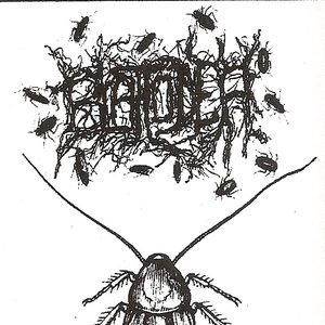 Blattodea 的头像