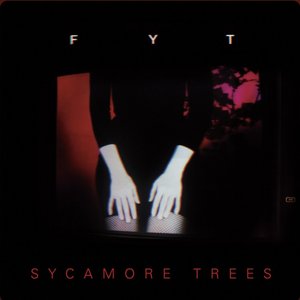 Sycamore Trees