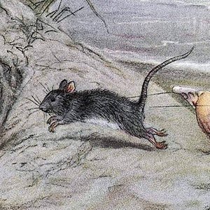 tiny mouse 的头像