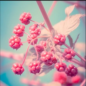Berries