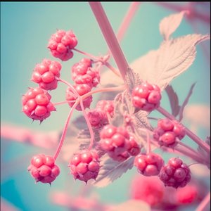 Berries