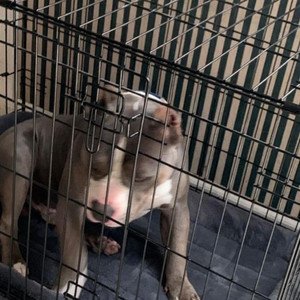 Like A Dog In A Cage