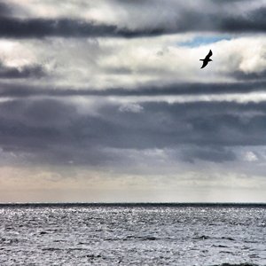 She Moved Through the Fair